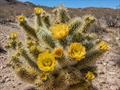 معرفی و نگهداری کاکتوس چولا تدی‌بیر (Cylindropuntia bigelovii)